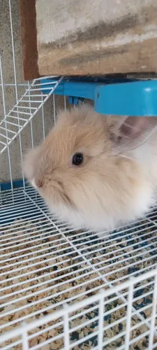Mini Coelho com gaiola 