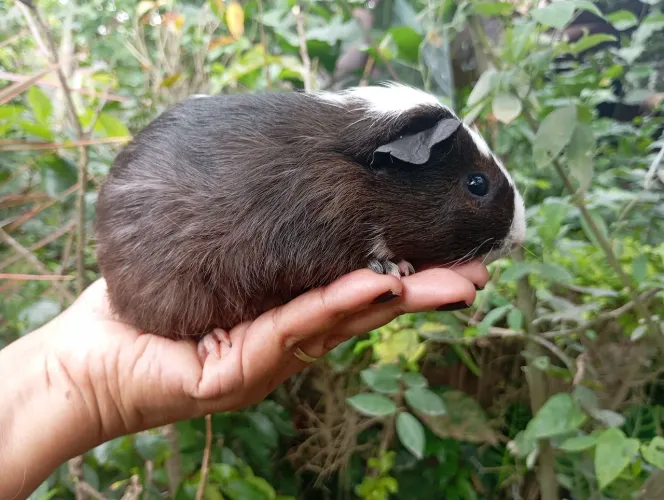 Porquinho da Índia padrão exportação