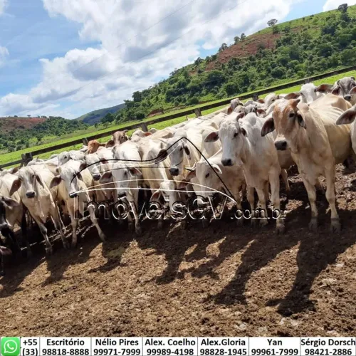 Area rural - Fazenda