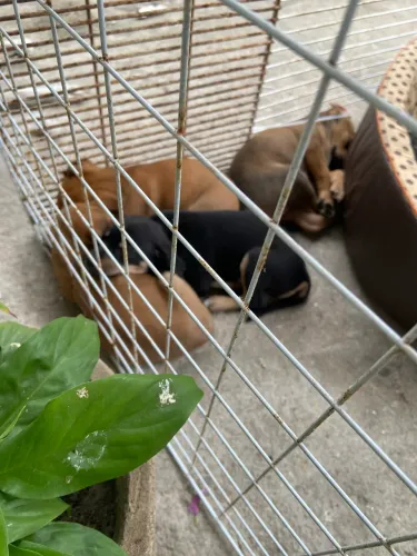 Cachorro para doação