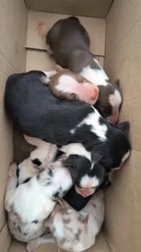 Filhotes de Border Collie Puros