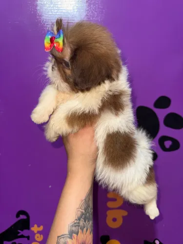 Shih Tzu Fêminhas, Sem Juros Nos Cartões!!!