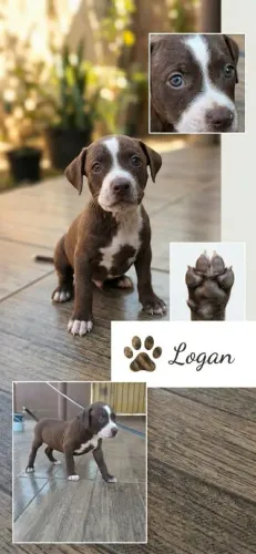 Pitbull