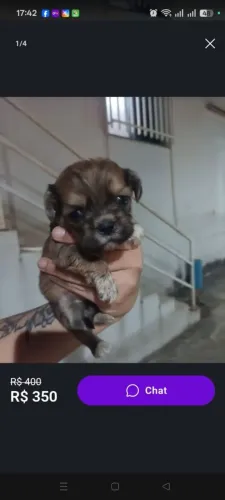 Vendo filhotes de shi tzu 