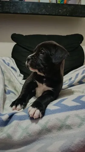 Filhotes de Pitbull Disponíveis ? estão disponíveis 3 lindas fêmeas filhotes