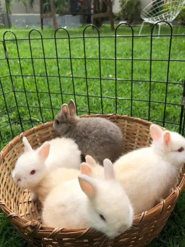 Coelho Netherland -Mini 