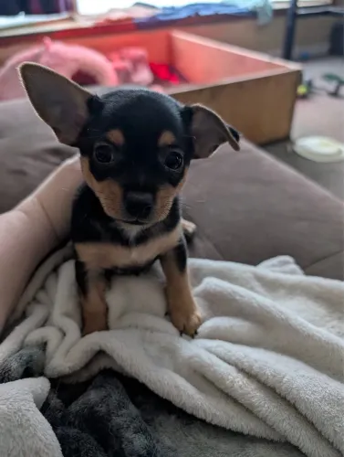 Pinscher macho venha adquirir hoje