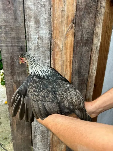 Vendo casal de garnize top