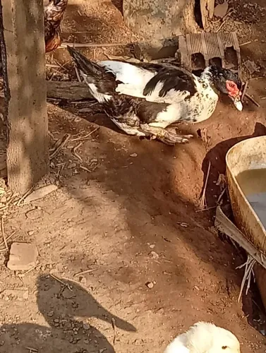 Patas disponíveis