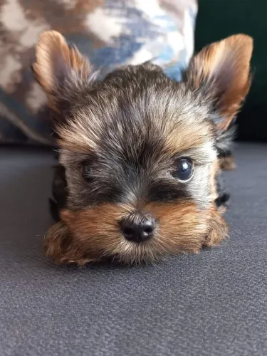 Yorkshire Terrier - Um Pet Cheio De Energia E Simpatia