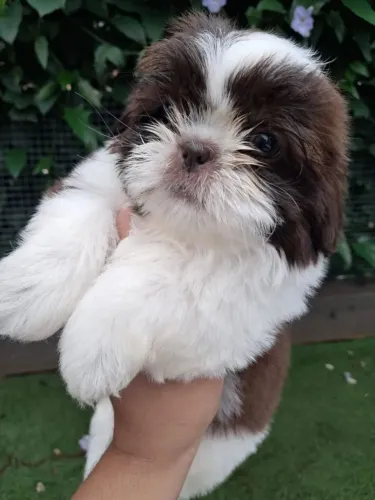 Shih tzu femea pura vermifugada sua nova princesinha