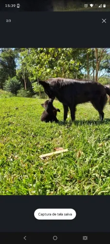 Filhote de Pastor Belga Groanendael
