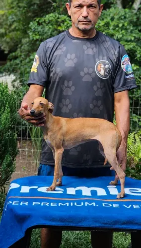 Galgo Italiano FEMEA - 8 meses