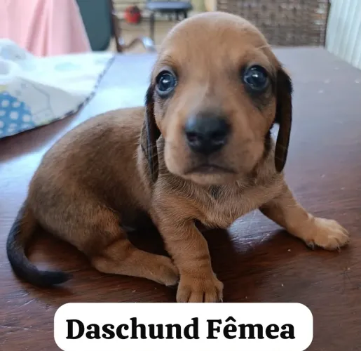 Filhotes Dachshund - Machos e Fêmeas Disponíveis