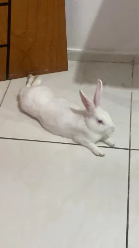 Vendo coelho de 6 meses macho 