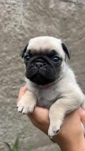 Pug Um filhote para lá de arretado