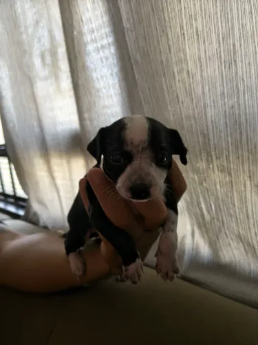 Vende Pincher fêmea pai e mãe no local 