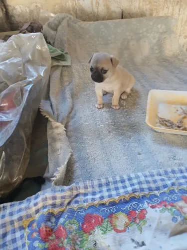 Chihuahua fêmea 