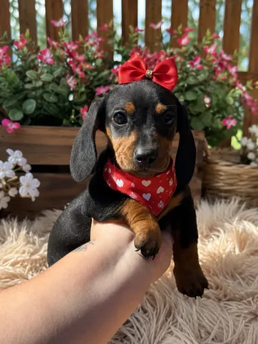 Super amigável e linda! Filhote de Daschound fêmea