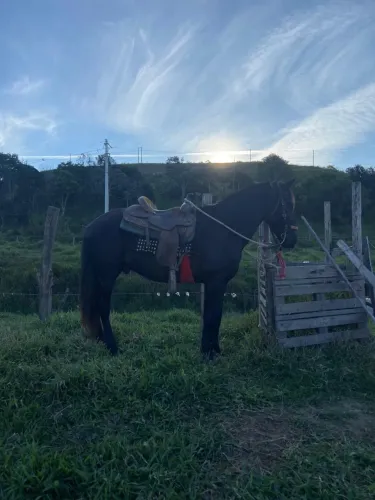 Vendo cavalo de CHARRETE e sela