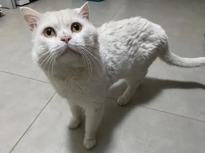 Gato Macho