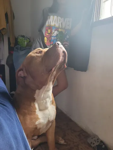 Doação Pitmonster