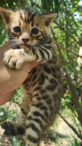 Gato bengal