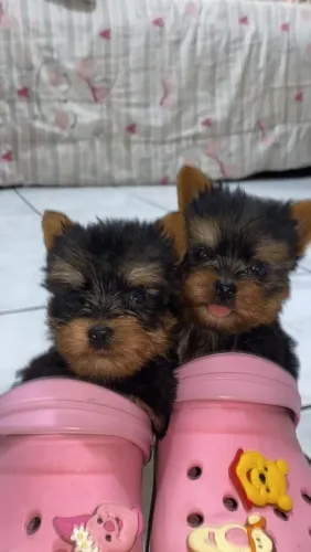 Lindos yorkshire machinhos