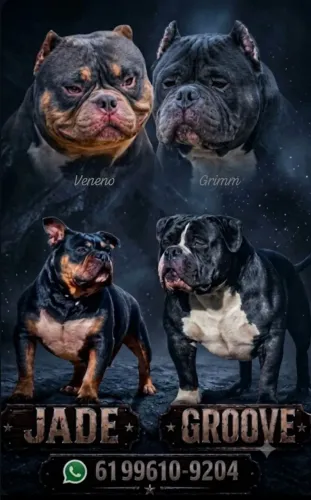 American Bully