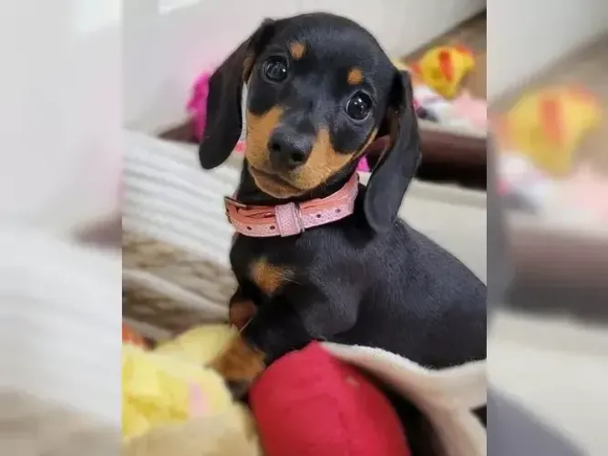 Filhotes esperto e brincalhão Teckel/Dachshund/Salsicha/Salsichinha/Basset/Cofap