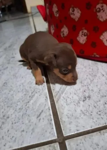 Pinscher zero chocolate pronta a entrega 