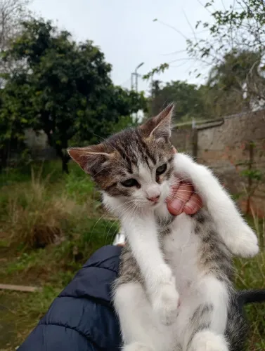 Gatinha pra doação