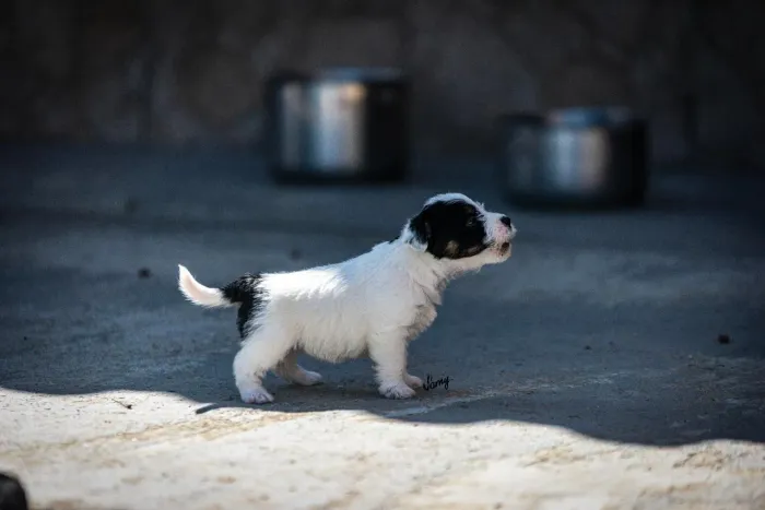 Filhotes de Jack Russell Terrier