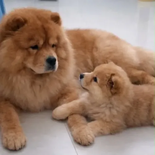 Chow Chow vacinado