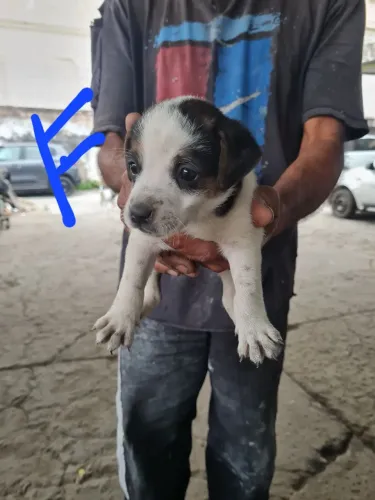 Adoção de cachorros vira lata porte pequeno para madio