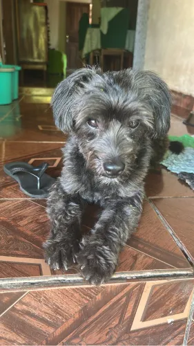 Joaquim a procura-se de uma namorada ? 