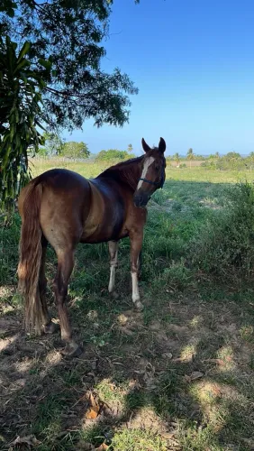 Cavalo 