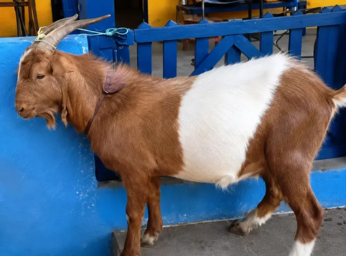 Bode Pardo Sertanejo 