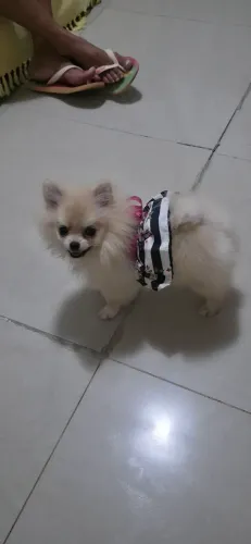 Linda lulu da palmerânia para venda entrega imediata ja com as 3 vacinas e vermifugada bem