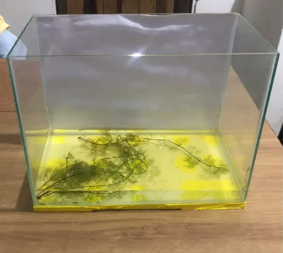 Aquario