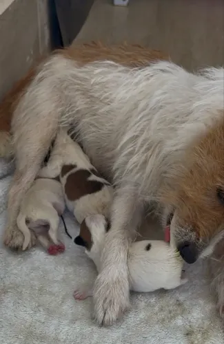 JACK RUSSEL TERRIER - FILHOTES PURO