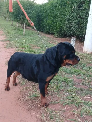 Filhotes Rottweiler 