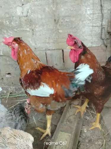 Vendo galo GSB 