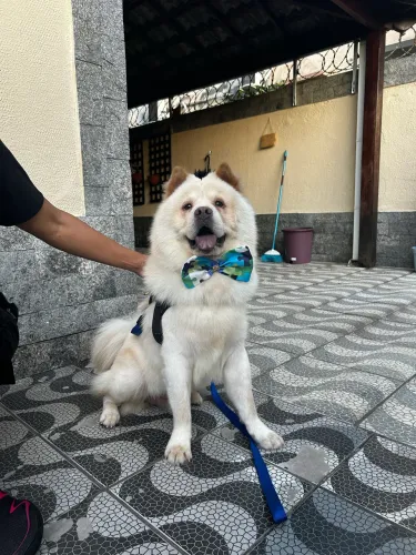 Doação de ChowChow