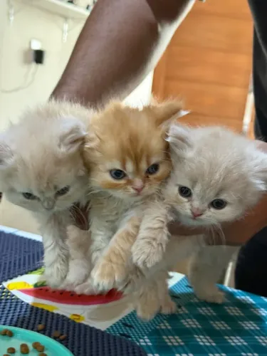 Gatos Persas