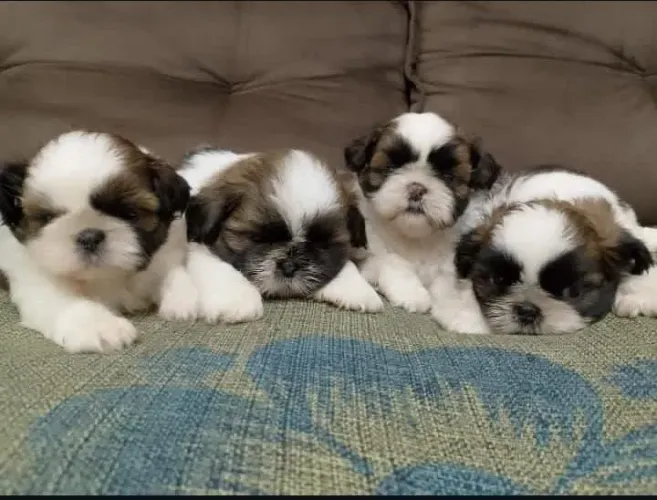 Lindos filhotinhos de Shitzu raça pura