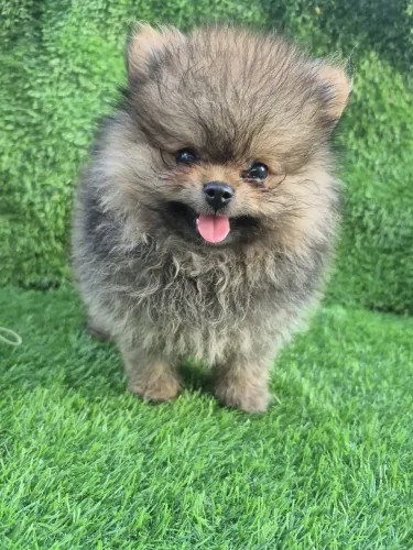 Lulu da pomerania 
