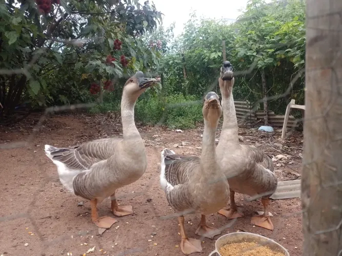 Casal de Gansos africanos