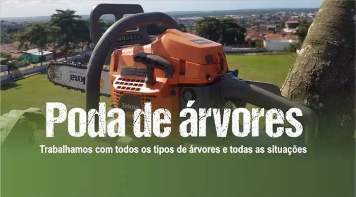 Poda de árvores limpeza de coqueiro e remoção de árvores