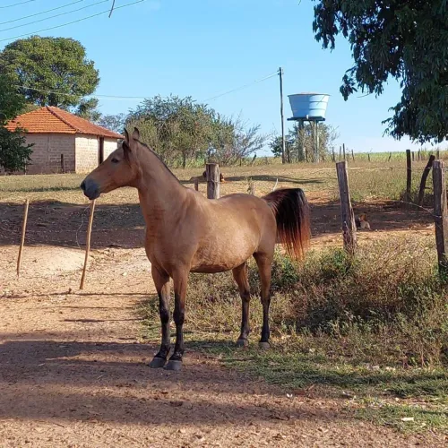 Cavalo Manga Larga 